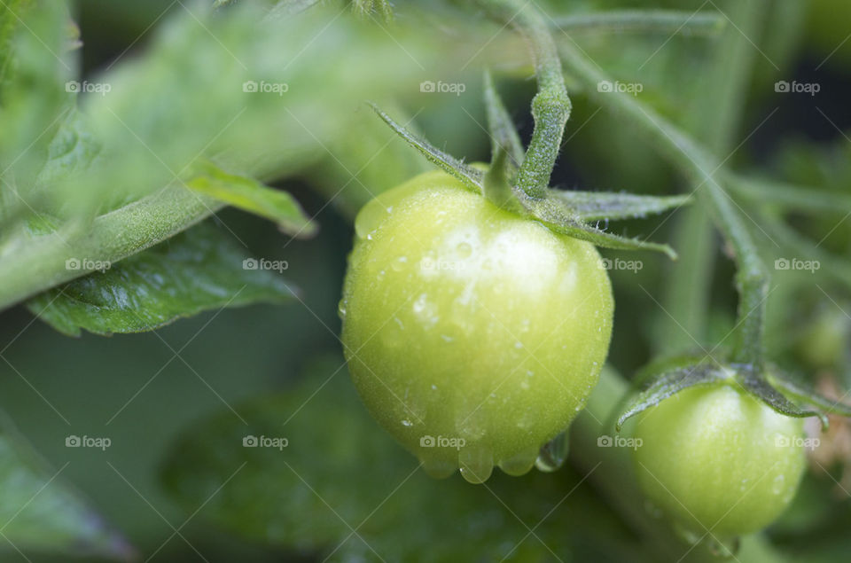 green leaves leaf tomato by katago
