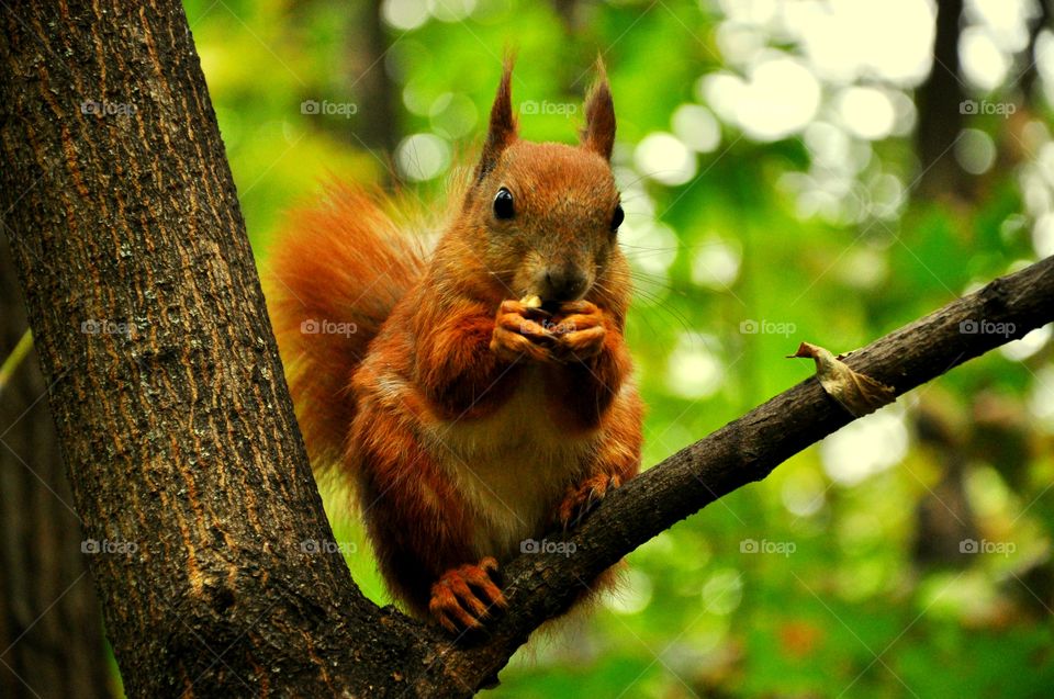 Red squirrel on tree branch