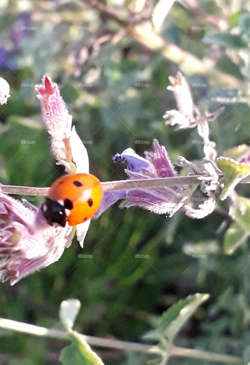 hardworking red  ladybug on a pink catnip stalk