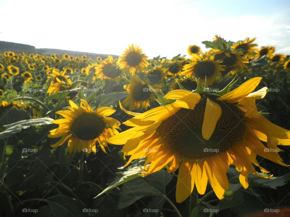 Sunflowers