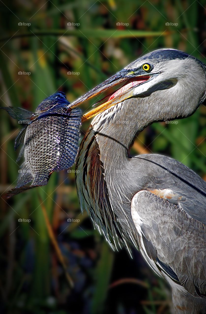 Portrait of a proud Great Blue Heron with his catch.