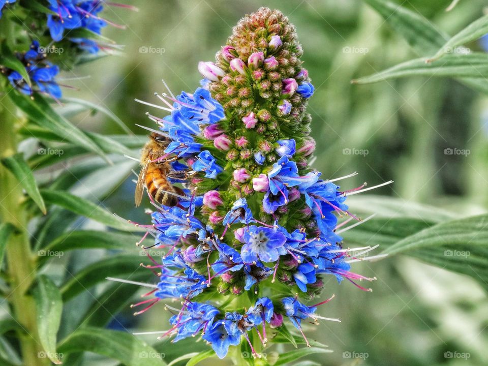 Bee At Work On A Flower