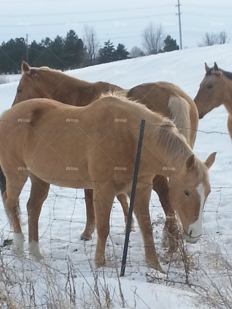 Cavalry, Mammal, Horse, Mare, Winter