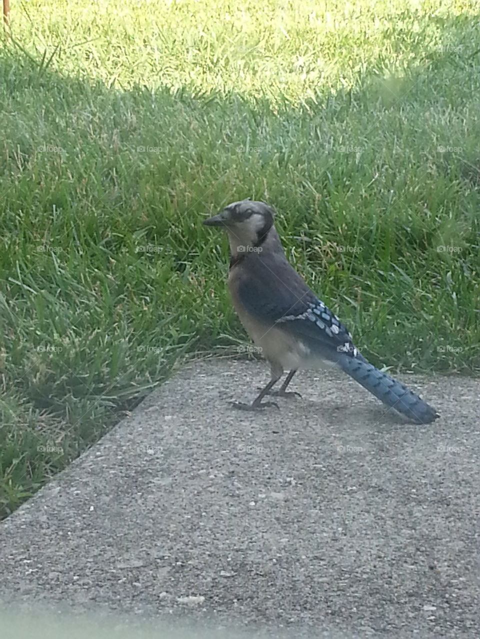 Blue Jay