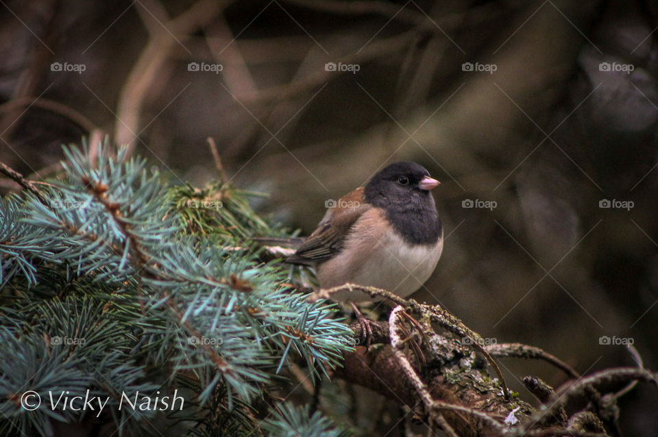 A Junco perches on a branch before flying to our bird feeders for a snack. The Juncos come down from their snow covered home in the mountains to feed on seeds, nuts & this cold little bird got an easier meal from our feeders. 