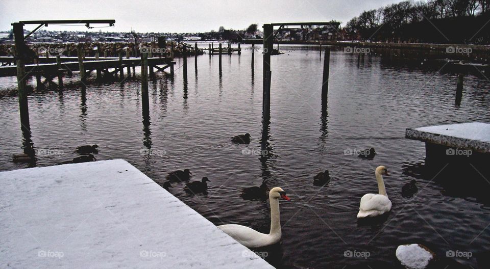 Swans and Ducks in Denmark