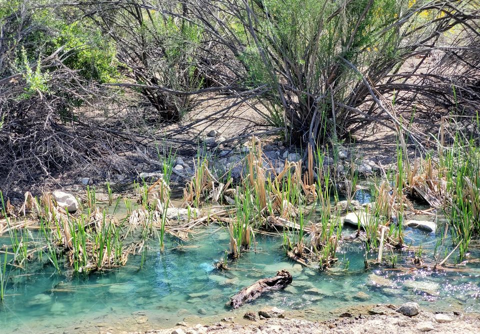Spring Reeds in an Arizona Creek