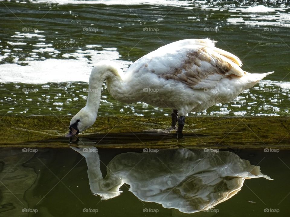 Swan reflection 