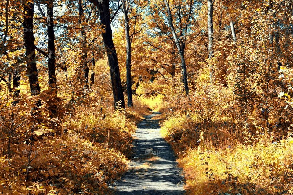 Scenic view of autumn trees