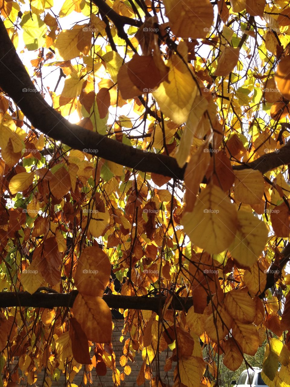 Fall leaves . Close up of yellow fall leaves