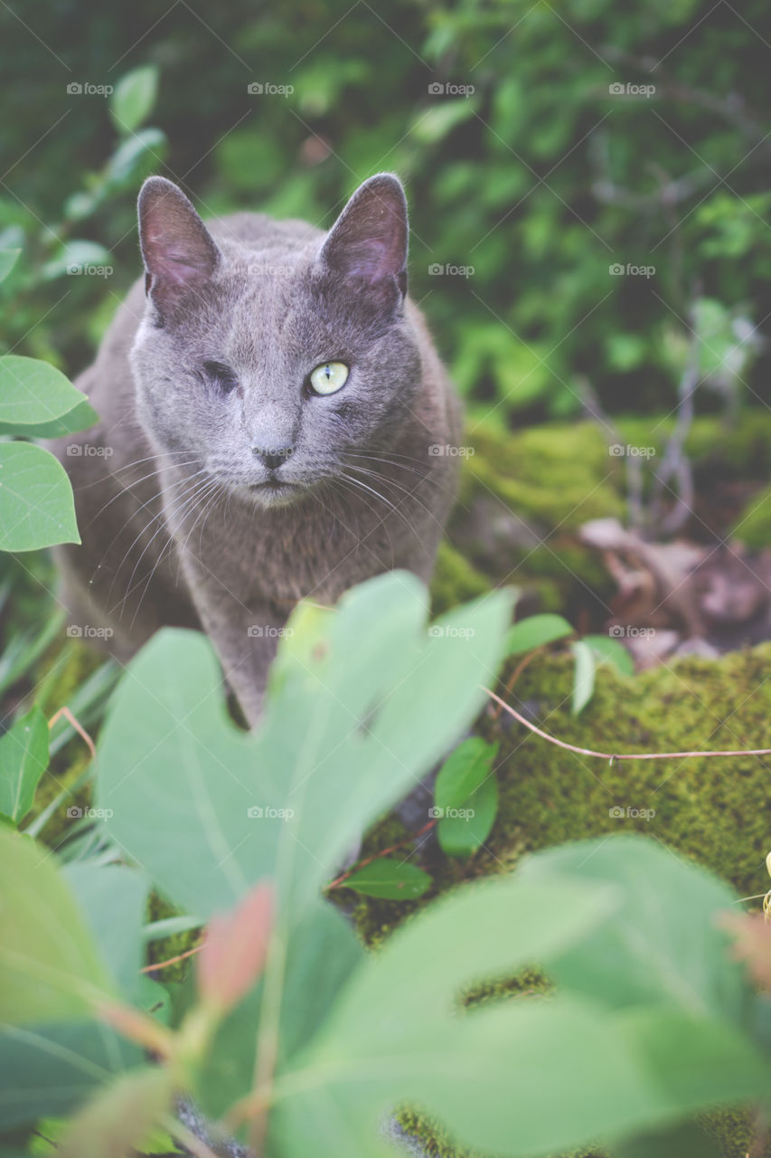 One Eyed Gray Manx Cat Sitting on a Miss Covered Rock 2