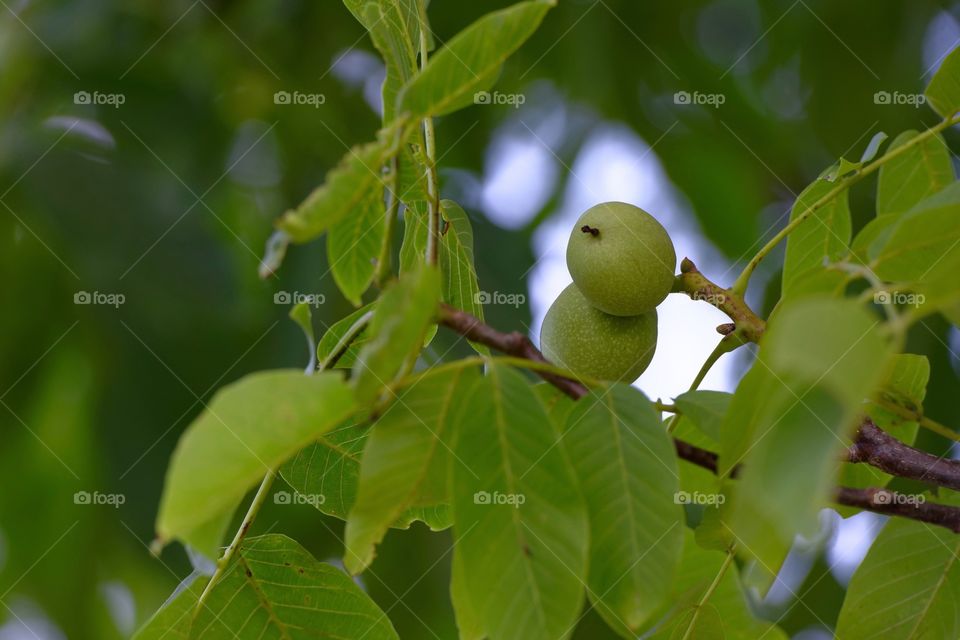 Walnut tree branches 