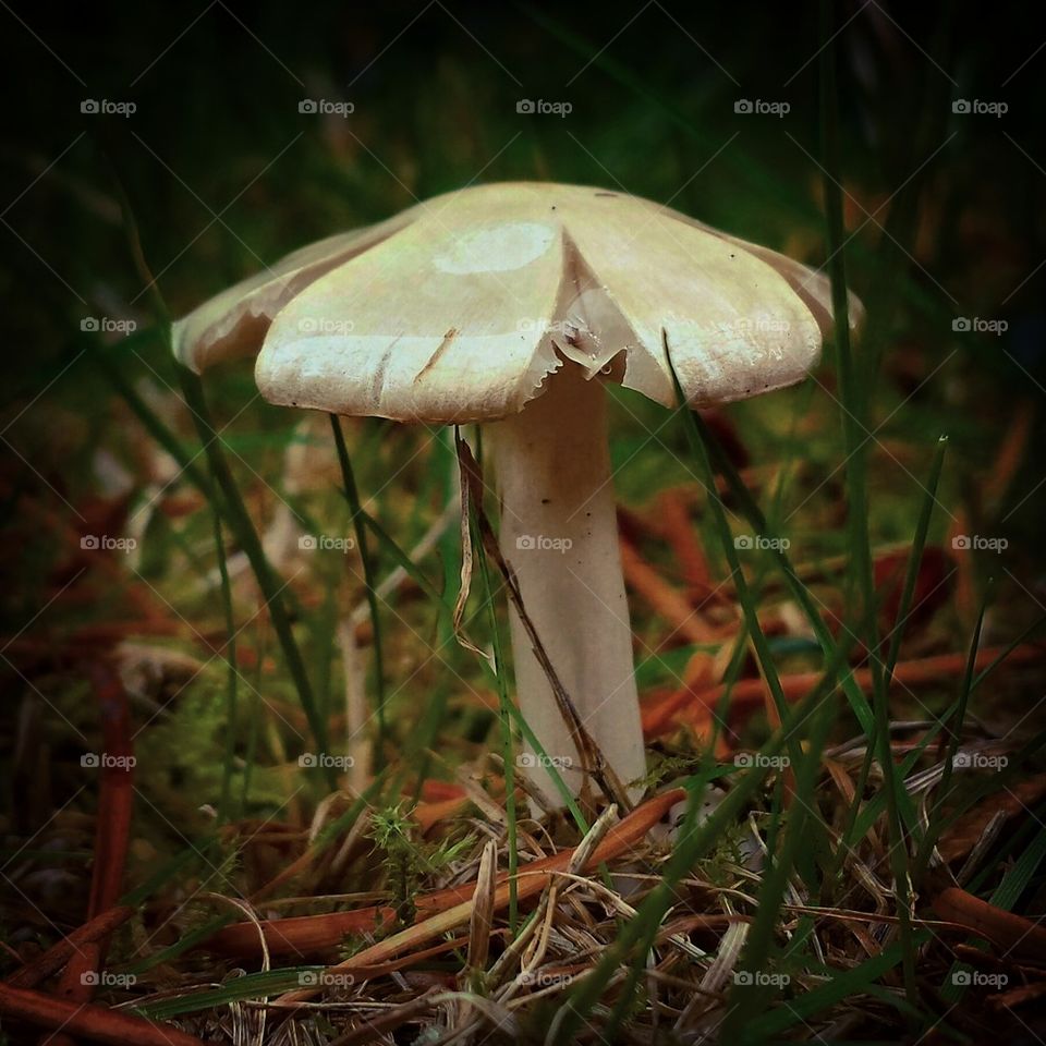 shroom