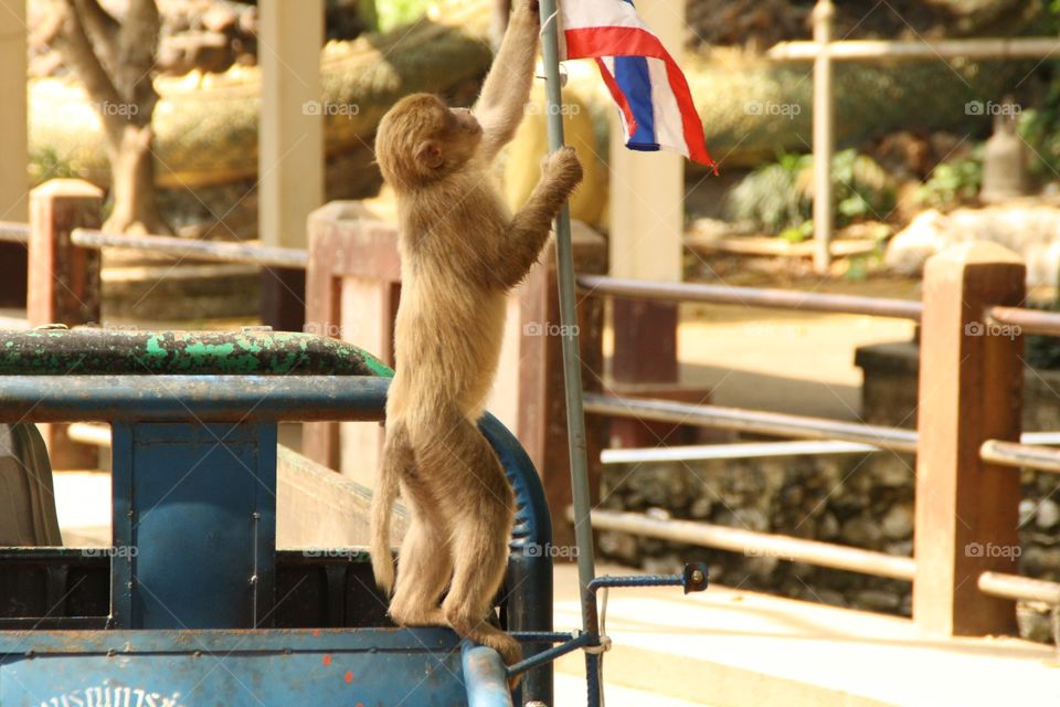 Thai monkey. Monkey playing with thai flag in a jeep 