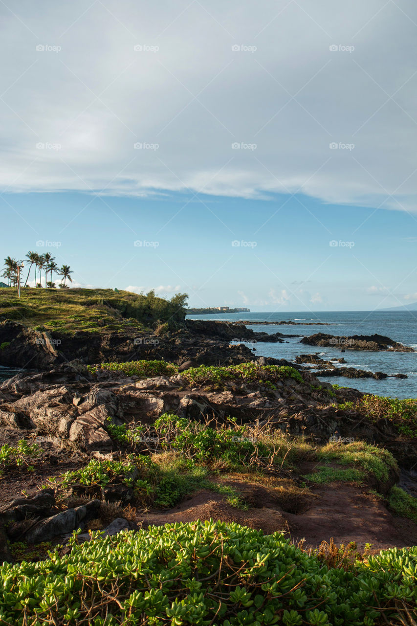 Maui palm trees 