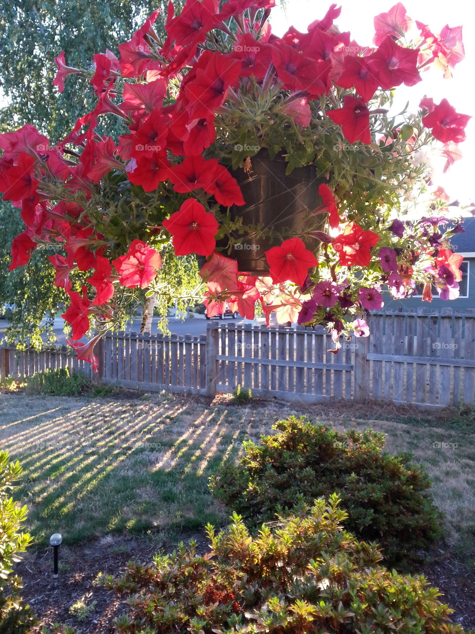 flower basket. early morning