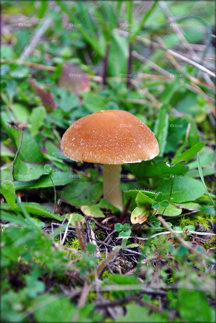 Mushroom close up background nature therapy amazing wildlife