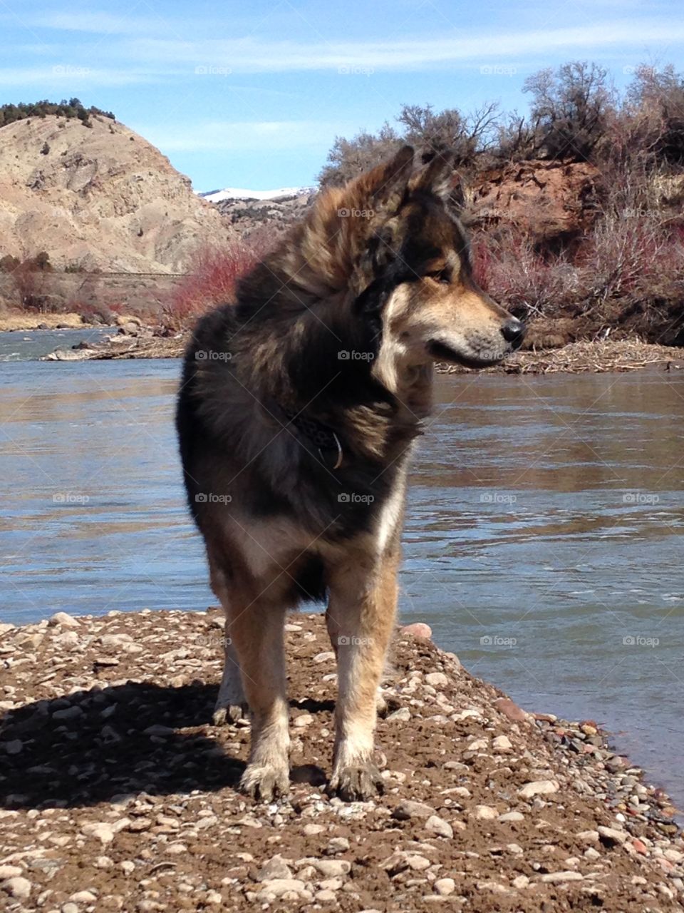 Wolf dog. Wolf dog in Colorado on the eagle river
