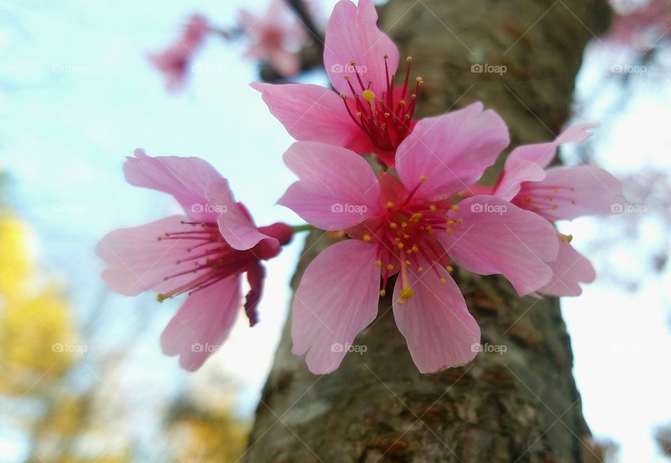 pink blossoms