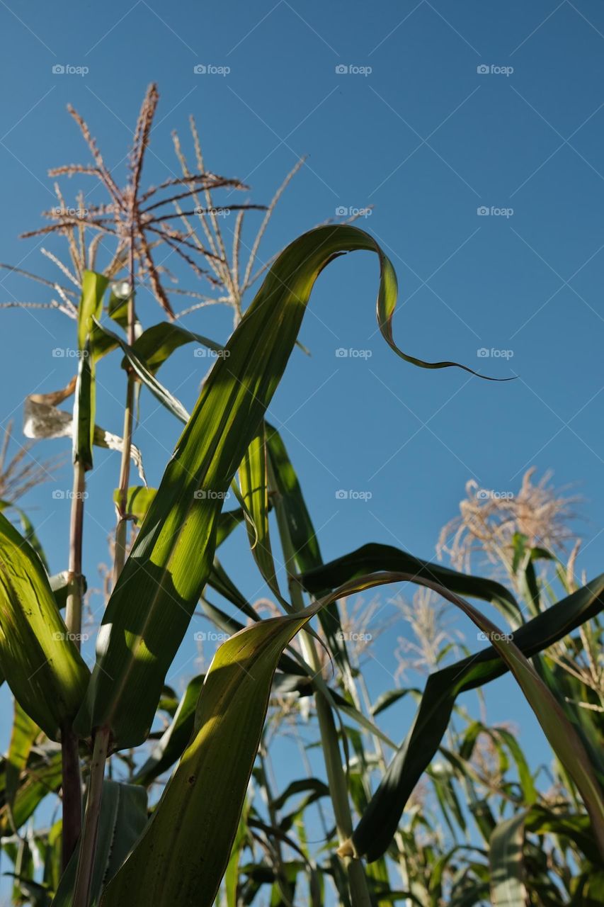 Planting of corn for fodder