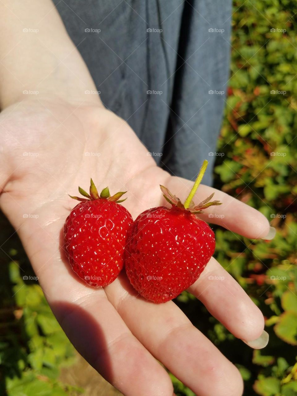 Fruit, Nature, Garden, Summer, Food