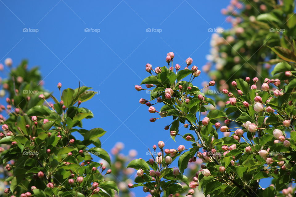 wild crab apple tree blossoms on a beautiful spring day