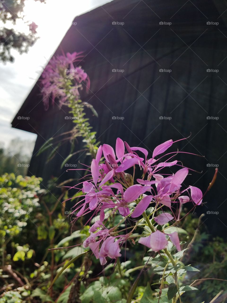 pink petals