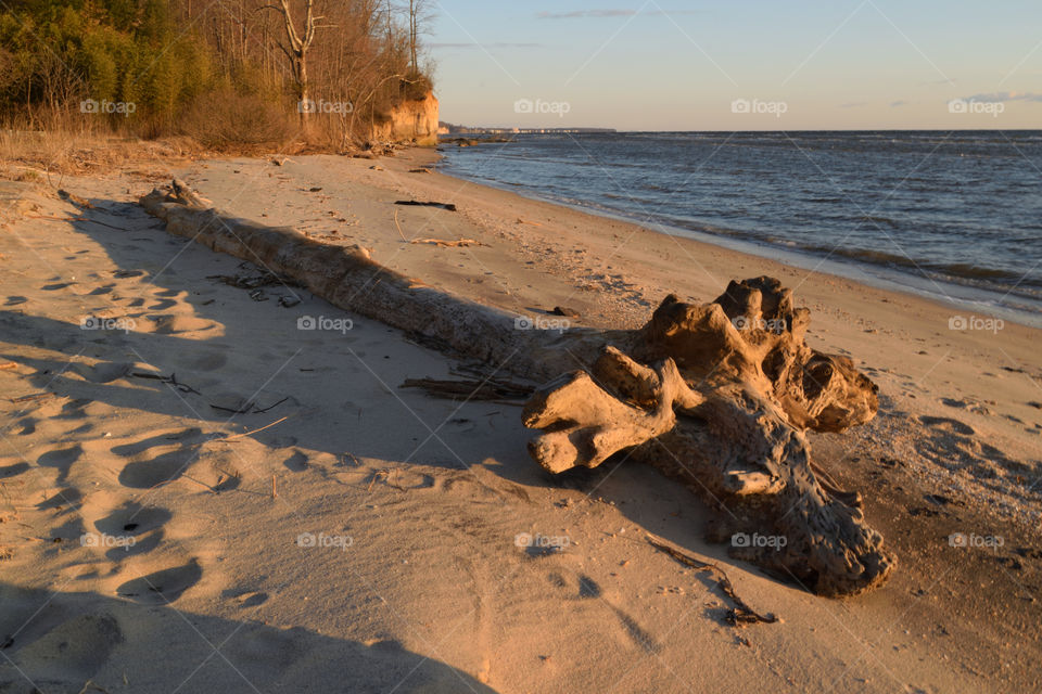 Sea Dragon on the Beach