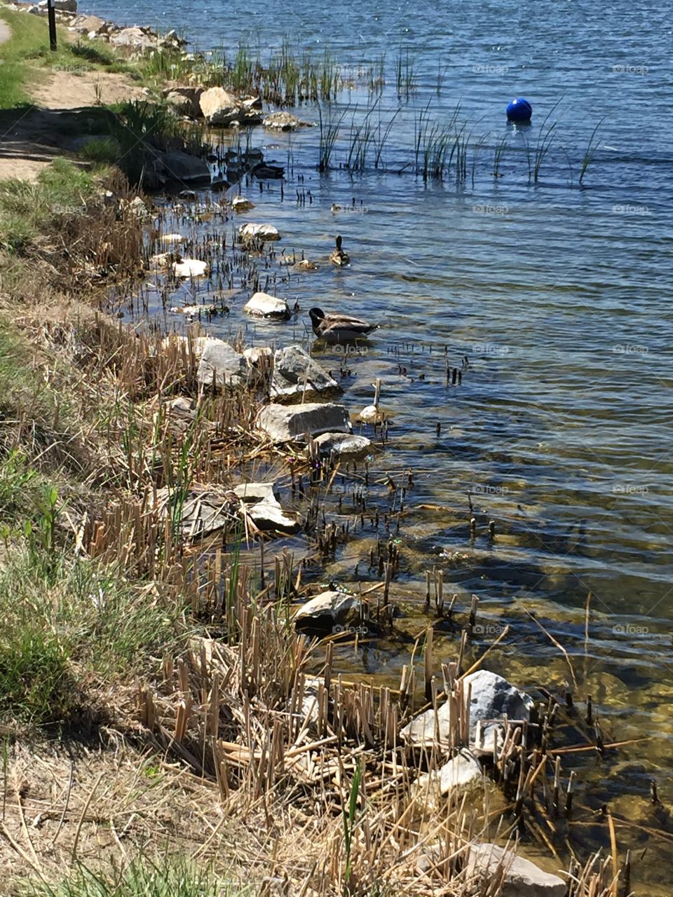 A beautiful Nature Walk at A Local Park. Ducks, Geese and Ducklings. 