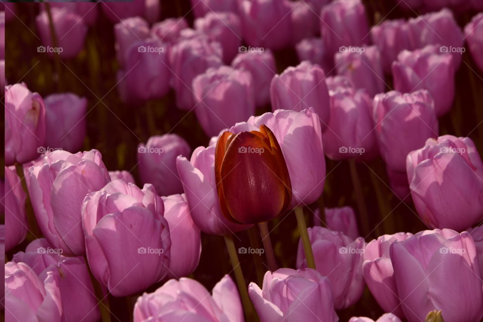 Jardín botánico, Madrid