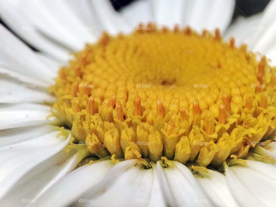 Macro photo of a flower growing in the garden