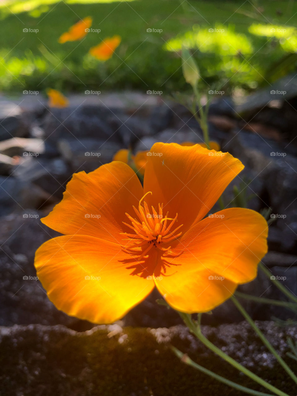 Evening flower 