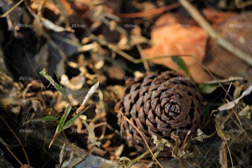 Close-up of pine cone