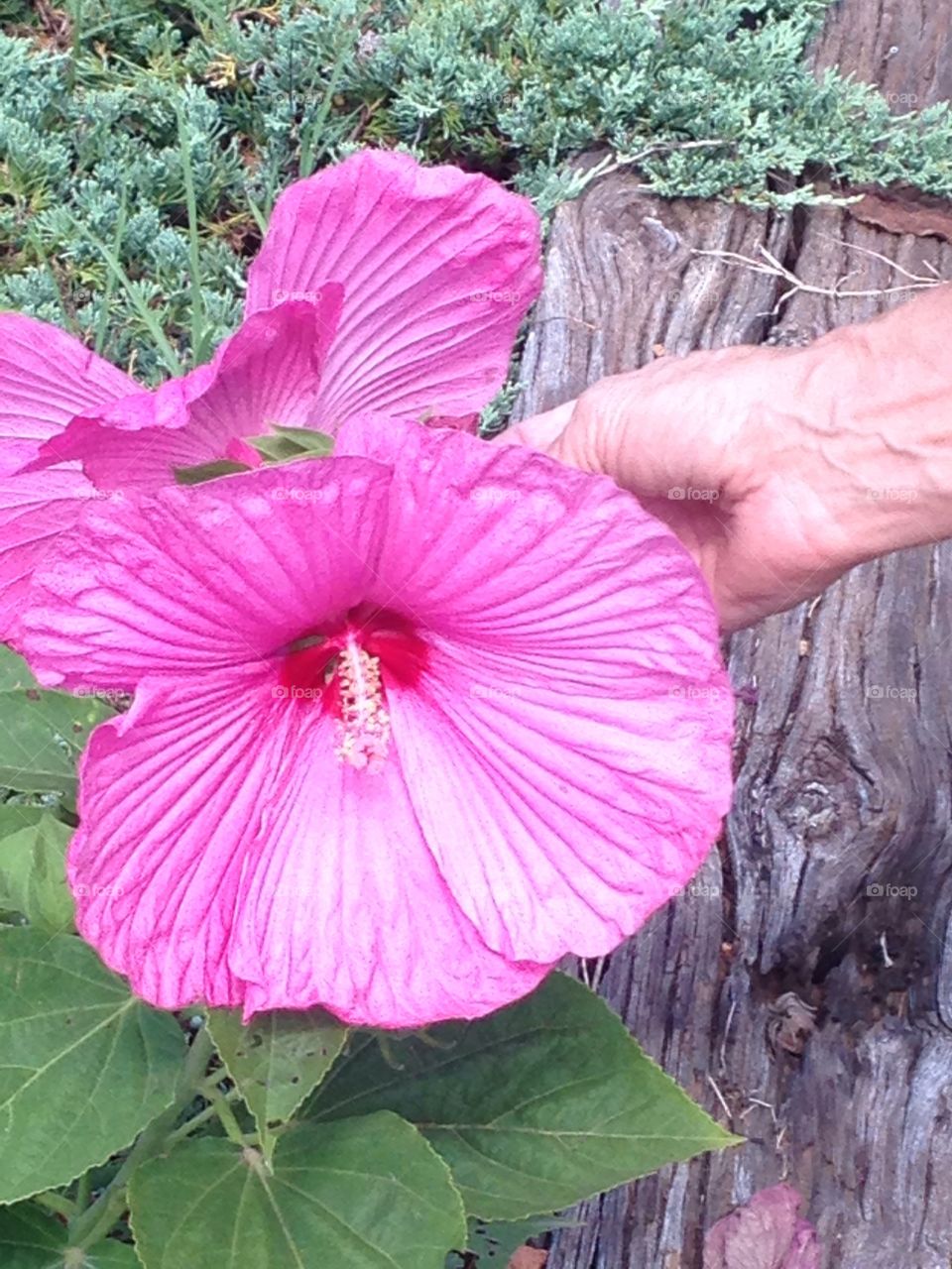 Taking care of the hibiscus 