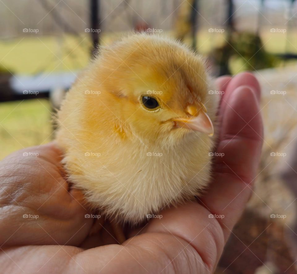 A tiny little chicken in the hand .Welcome spring and easter. The winter is finaly gone ,and we enjoy the spring .