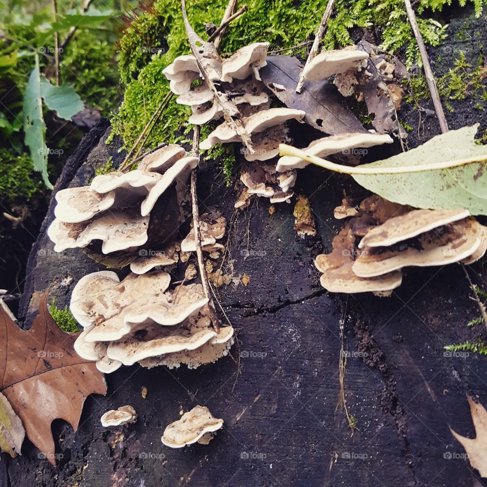 Pilze im Wald diese wunderbaren Pilze dir bei diesem schönen Wetter zu finden sind 😊
ich liebe dieses Bild weil es so intensiv ist ☺️