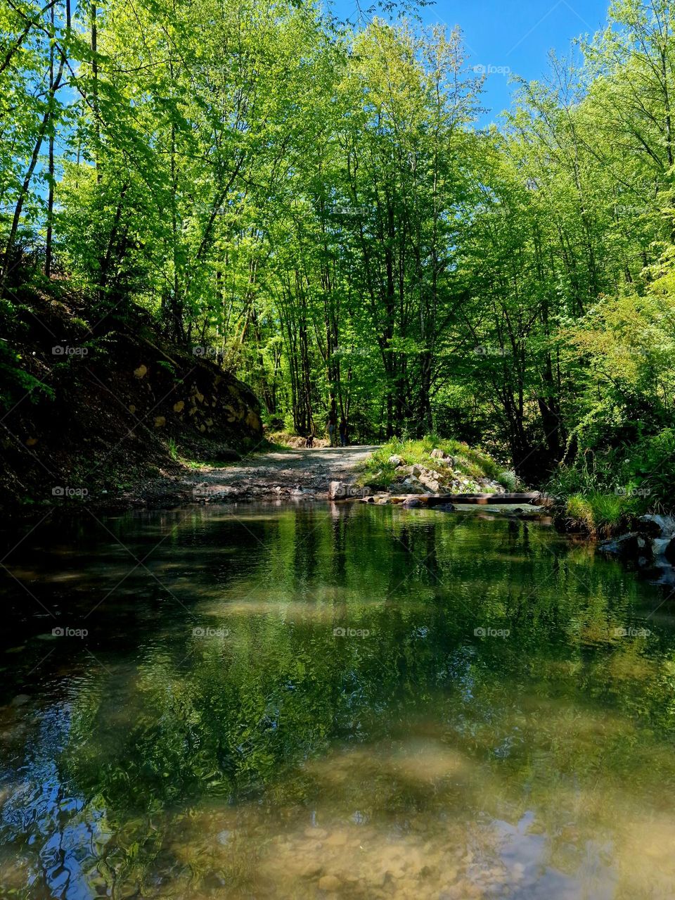 forest and forest river