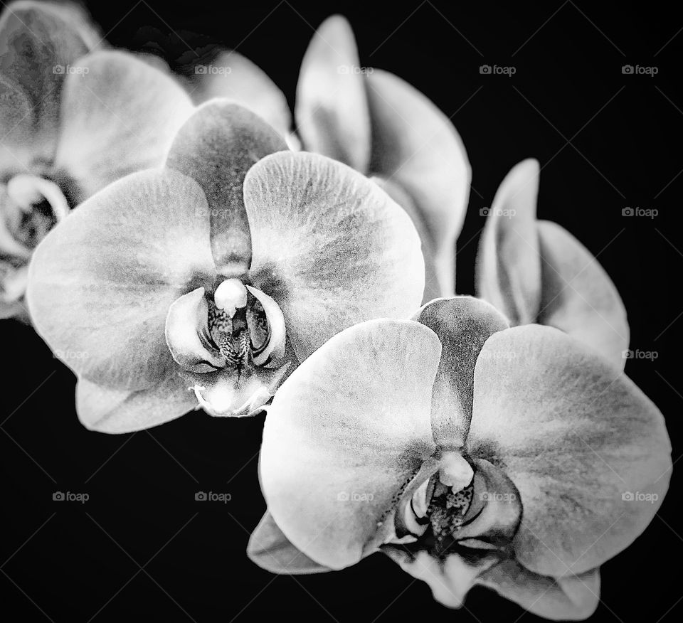 Foap Mission Black and White! Orchids Macro Shot in Black and White!