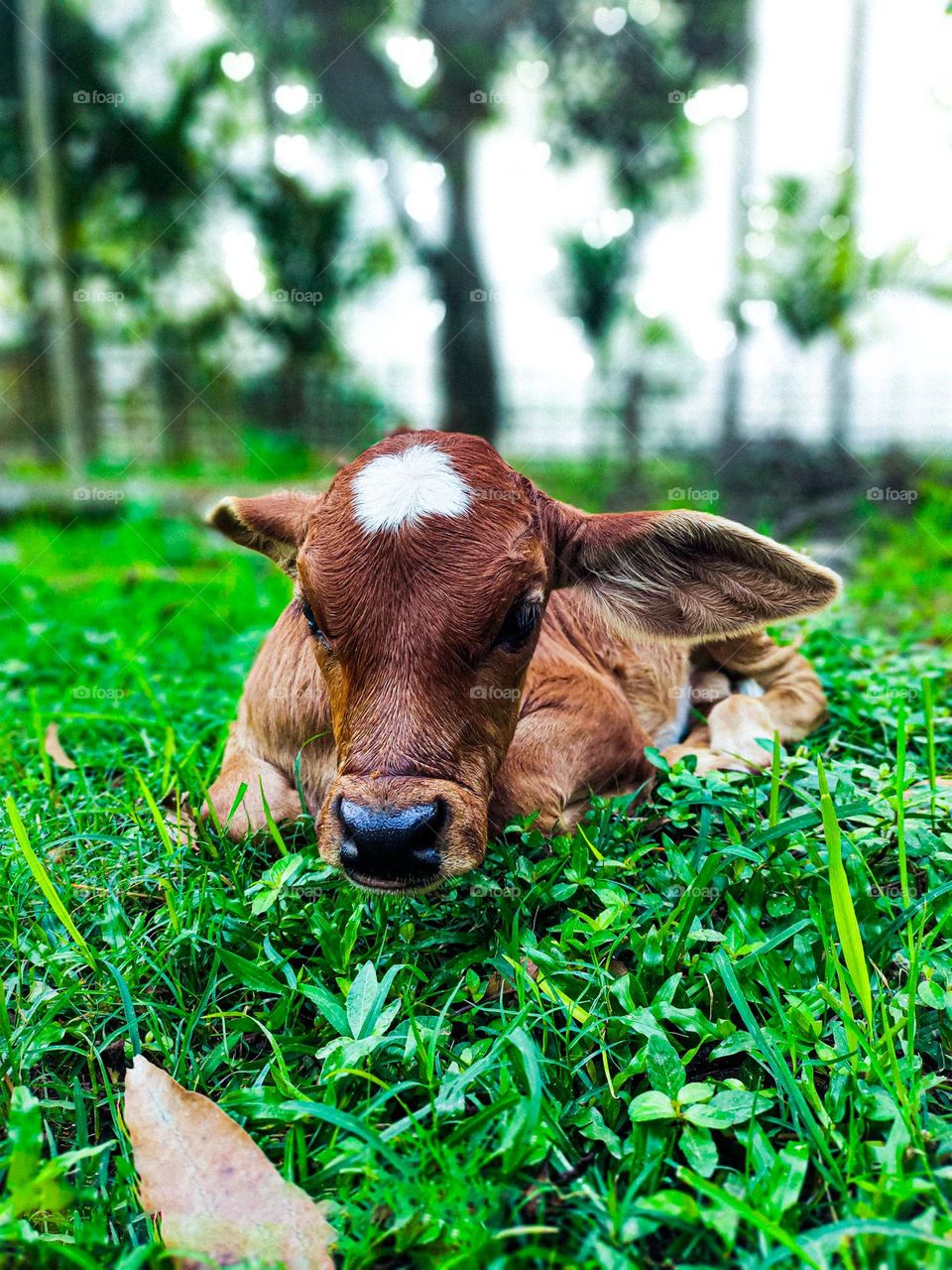 This calf is ours. I took photos of this calf. Calf survival is very beautiful. There is a white spot on the forehead. So the animal looks very beautiful.