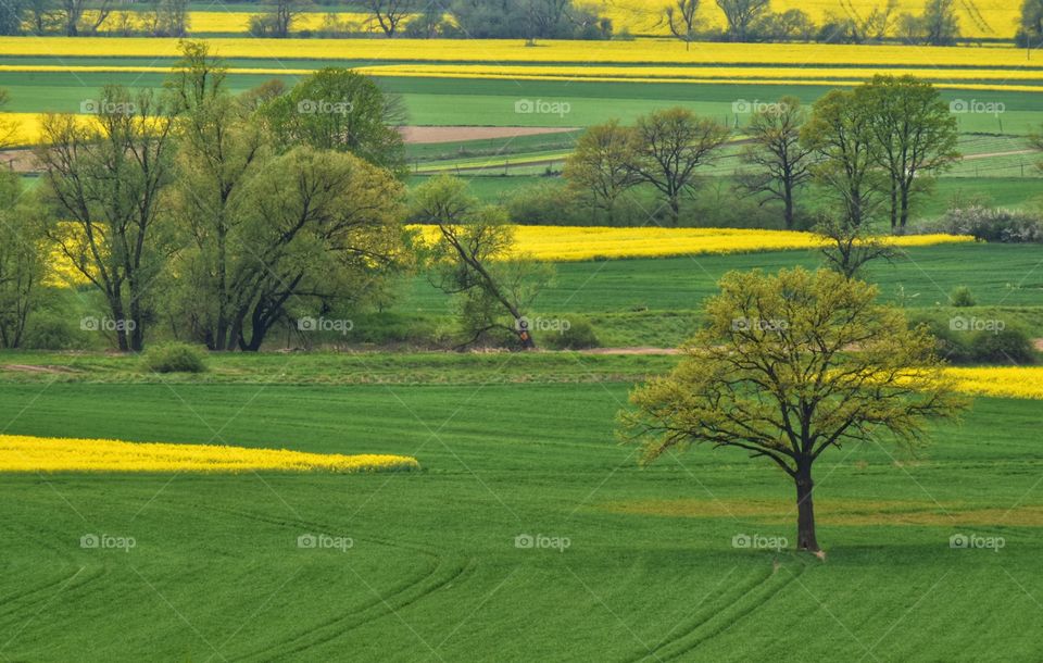 Tree in the spring field