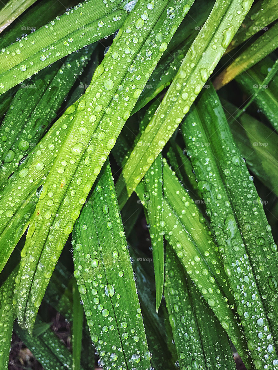 Raindrops on Hosta leaves 