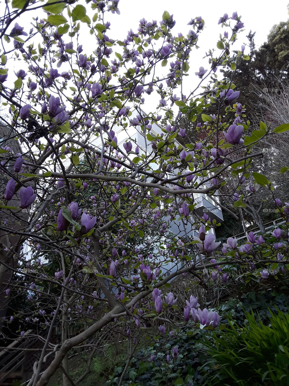 Flower, Tree, Nature, Flora, Leaf