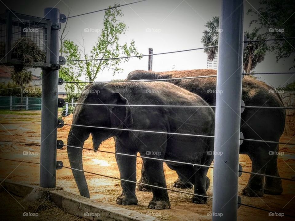 Elephants Having Fun