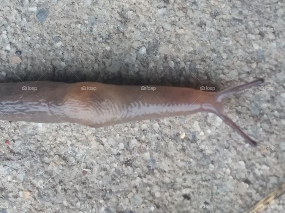 Just A Slug
