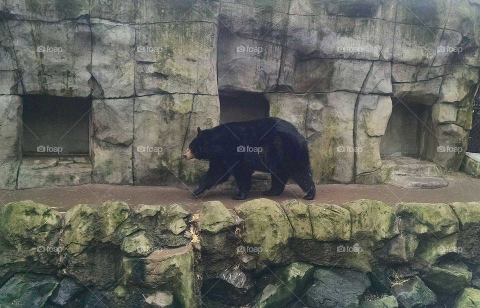 Black bear