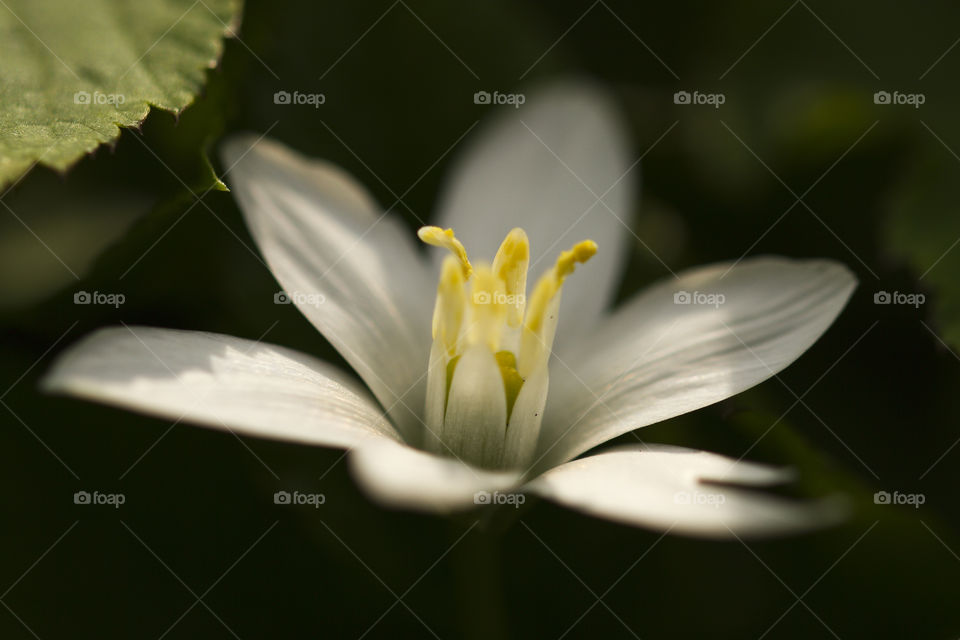 Macro shot of white flower