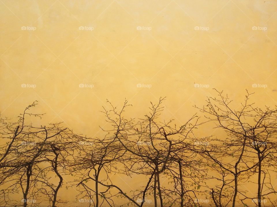 Low angle view of bare trees