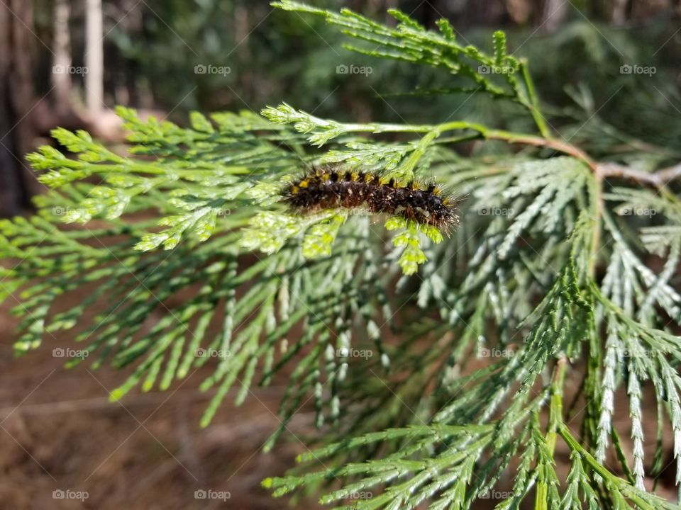 Fuzzy caterpillar in Yosemite National Park