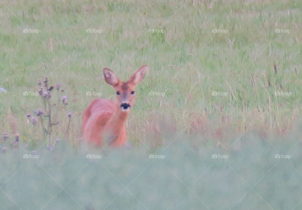 My eyes meeting deer eyes 