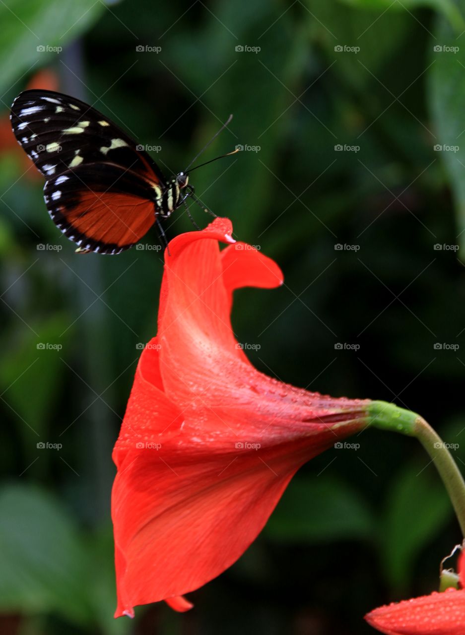 A black and red butterfly close-up macro resting on tropical flowers